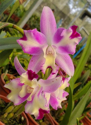 Laeliocattleya Little Mary Marispata