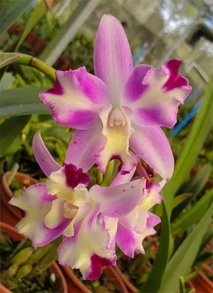 Laeliocattleya Little Mary Marispata