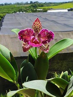 Brassolaeliocattleya Durigan Aquarius Tetraploide 'The Best'