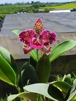Brassolaeliocattleya Durigan Aquarius Tetraploide 'The Best'
