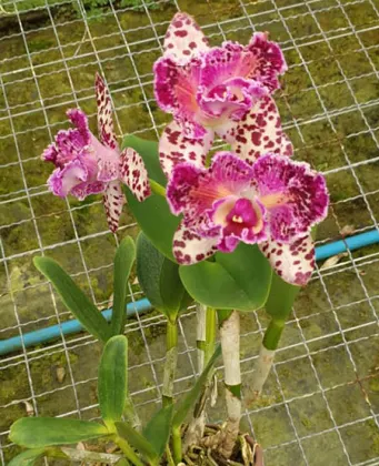 Brassolaeliocattleya Durigan Aquarius Tetraploide #10