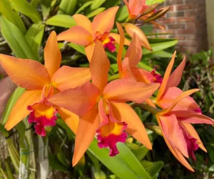 Potinara Ancep Passion 'Hsinying'