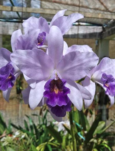 Laeliocattleya Wrigleyi 'Blue Heaven'