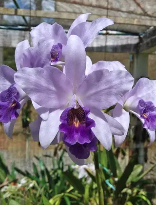 Laeliocattleya Wrigleyi 'Blue Heaven'