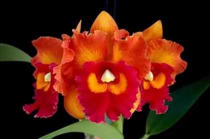 Rhyncholaeliocattleya Nakornchaisri Delight '#5'