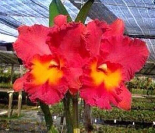 Rhyncholaeliocattleya Chaveewan Sunset