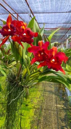 Potinara Kat Sky Song x Ploenphit Golden 'K'