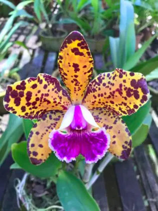 Rhyncholaeliocattleya Durigan 'Aries'