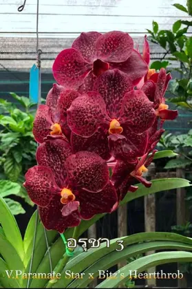 Vanda Paramate Star x Bitz's Heartthrob