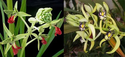 Cymbidiella rhodochila x falcigera