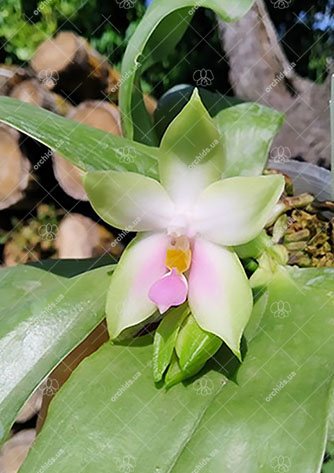 Phalaenopsis bellina pink x sib