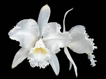 Cattleya lueddemanniana (alba x alba BV)