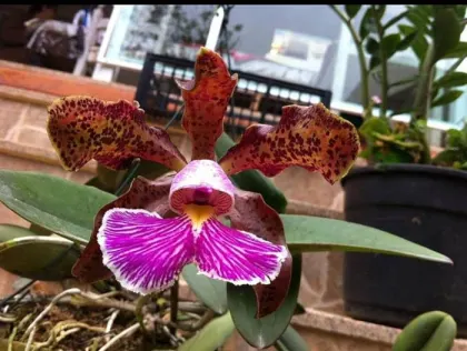 Cattleya schilleriana 'DSC 08' x sib