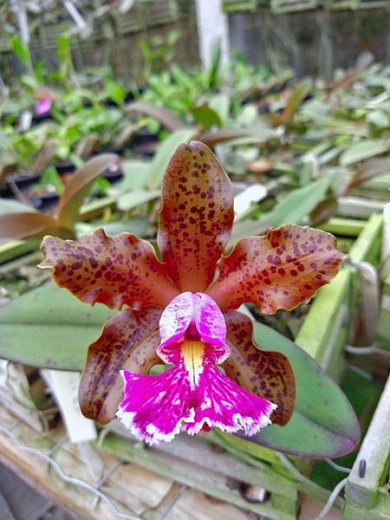 Cattleya schilleriana 'Guarapari' x '99'