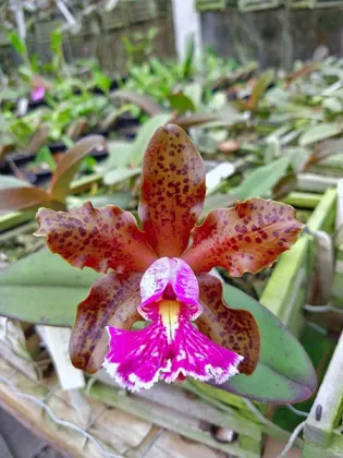 Cattleya schilleriana 'Guarapari' x '99'