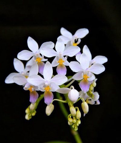 Phalaenopsis equestris blue