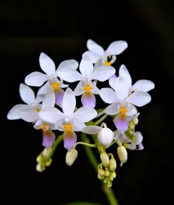 Phalaenopsis equestris blue