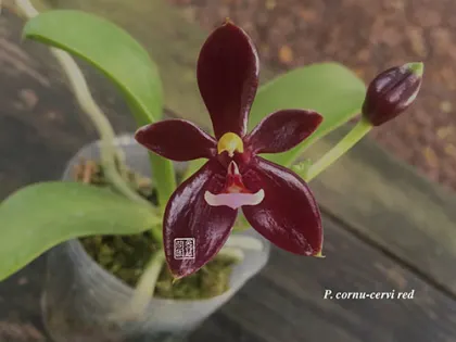 Phalaenopsis cornu cervi Red (Joseph Wu)