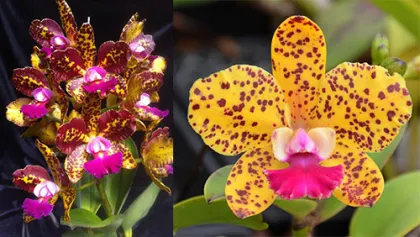 Potinara Naomi's Delight (Blc. Sun Spots 'Sandy' AM/AOS x Slc. Katherine Clarkson 'SVO' HCC/AOS)