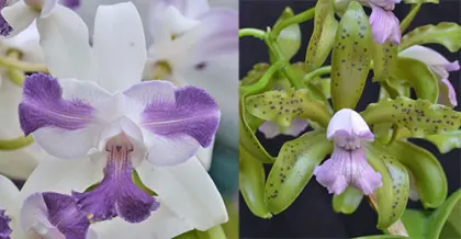 Cattleya Interglossa coerulea 'SVO Blue Splash' x Cattleya leopoldii coerulea 'Kathleen' JC/AOS