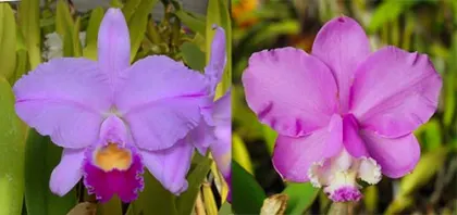 Cattleya Dubiosa (C. trianae 'Cashens' FCC/AOS x C. loddigesii 'Tamiami Thunder' AM/AOS)
