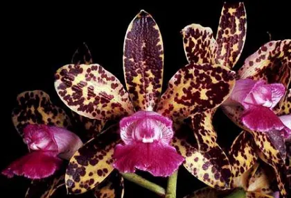 Laeliocattleya Black Jack 'Universal' HCC/AOS x Potinara Lots of Spots 'SVO'