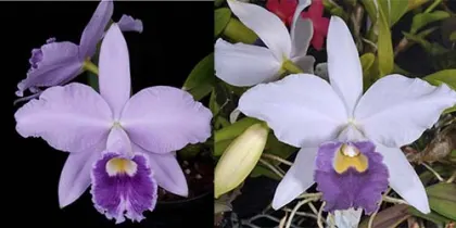 Laeliocattleya Cornelis' Love 'SVO' AM/AOS x Laeliocattleya Indigo Sky 'Dark Blue Lip'