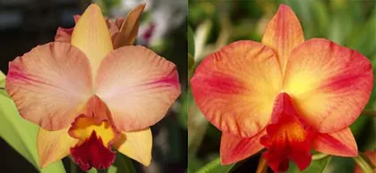 Potinara Martha's Sunburst (Pot. Tokyo Life 'SVO' HCC/AOS x Pot. Martha Clarke 'Orange Tart' )
