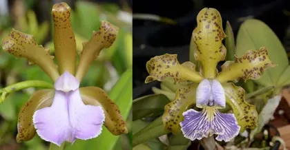 Cattleya Something Else coerulea (C. bicolor coerulea 'SVO' x C. schilleriana coerulea 'Good Color')