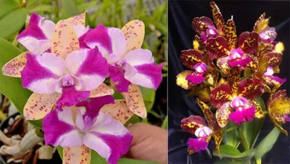 Sophrolaeliocattleya Jungle Hotspot 'SVO Splash Spots' x Brassolaeliocattleya Sunspots 'Sandy' AM/AOS