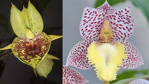 Catasetum Melana Davison (Ctsm. Penang 'Sweetheart' x Ctsm. denticulatum 'Orange Lip')
