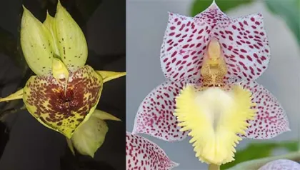 Catasetum Melana Davison (Ctsm. Penang 'Sweetheart' x Ctsm. denticulatum 'Orange Lip')