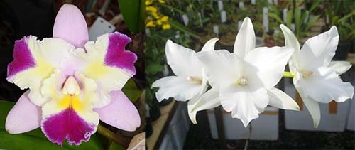 Laeliocattleya Miss Wonderful (Lc. Mari's Song 'CTM 217' HCC/AOS x L. anceps 'Irwin's' 4n AM/AOS)