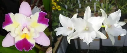 Laeliocattleya Miss Wonderful (Lc. Mari's Song 'CTM 217' HCC/AOS x L. anceps 'Irwin's' 4n AM/AOS)