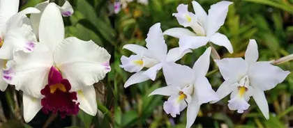 Laeliocattleya Magic Melody 'Starburst' x Laelia anceps 'Helen'