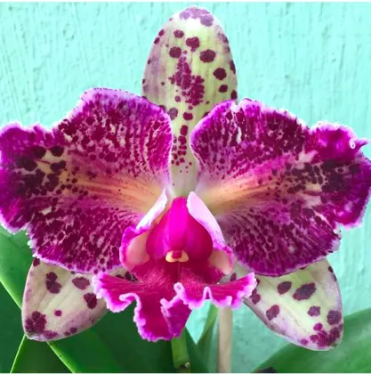 Brassolaeliocattleya Durigan Aquarius trilabelo