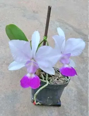 Cattleya walkeriana suave carnea 'Kuroda' x aquini gloriosa
