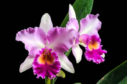 Brassolaeliocattleya Pink Diamond