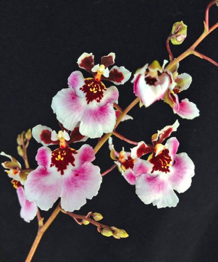 Tolumnia Sunset Pink