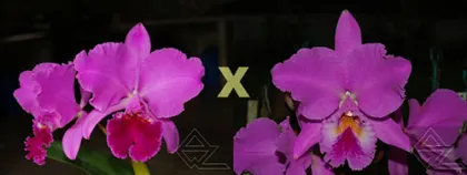 Cattleya labiata (escura 'Cheia' x 'Cara Grande')
