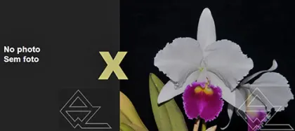 Cattleya trianae (concolor 'Nublado' x semi alba 'Esquecida')
