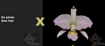 Cattleya warneri (albescens 'Mausi Stern' x suave flamea 'E Santo')