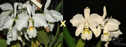 Cattleya warneri alba ('Mata Fria' x 'Jaco Silva')