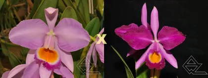 Cattleya eldorado (tipo 'Nr 1' x rubra flamea 'Flor de Gaia')