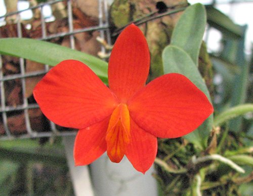 Sophronitis bicolor