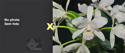 Cattleya skinneri (coerulescens x semi-alba 'Danae')