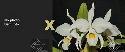 Cattleya jenmanii alba (19/20' x '04/20')