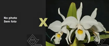 Cattleya jenmanii alba (19/20' x '04/20')