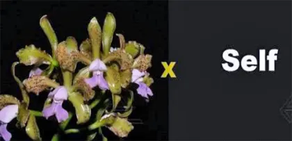 Cattleya leopoldii coerulea 'San Rafael' x SELF