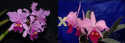Cattleya warscewiczii ('Z-133' x 'Gigante do Cuete')